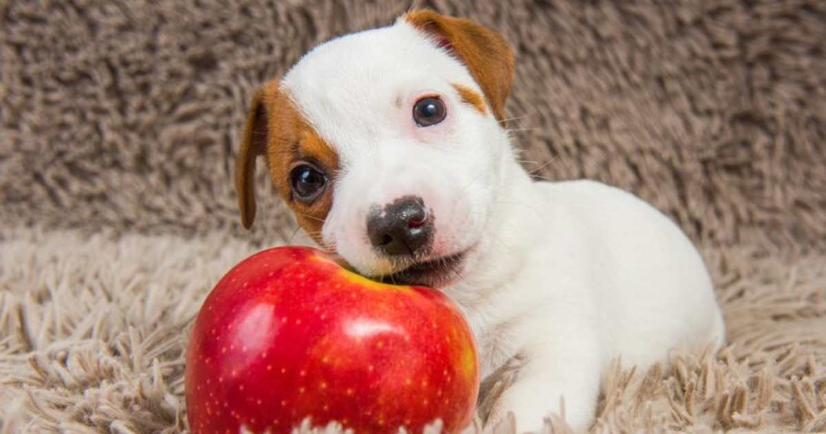 Quais Frutas Cachorro Pode Comer?