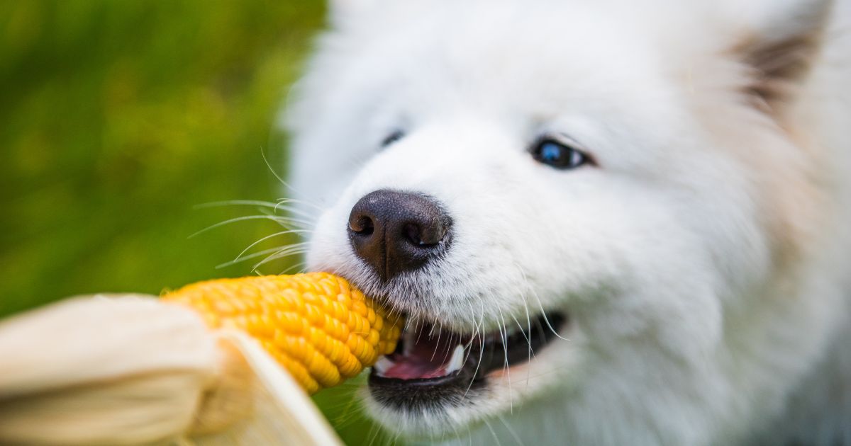 Cachorro Pode Comer Milho?
